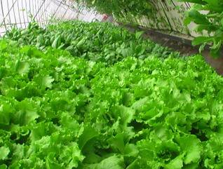 從田間到案頭 蔬菜的潔凈化工廠化栽培與盆景藝術(shù)的融合