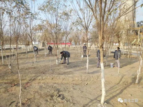 冬日添新顏，綠色建材廠組織員工開展樹木涂白義務(wù)勞動(dòng)